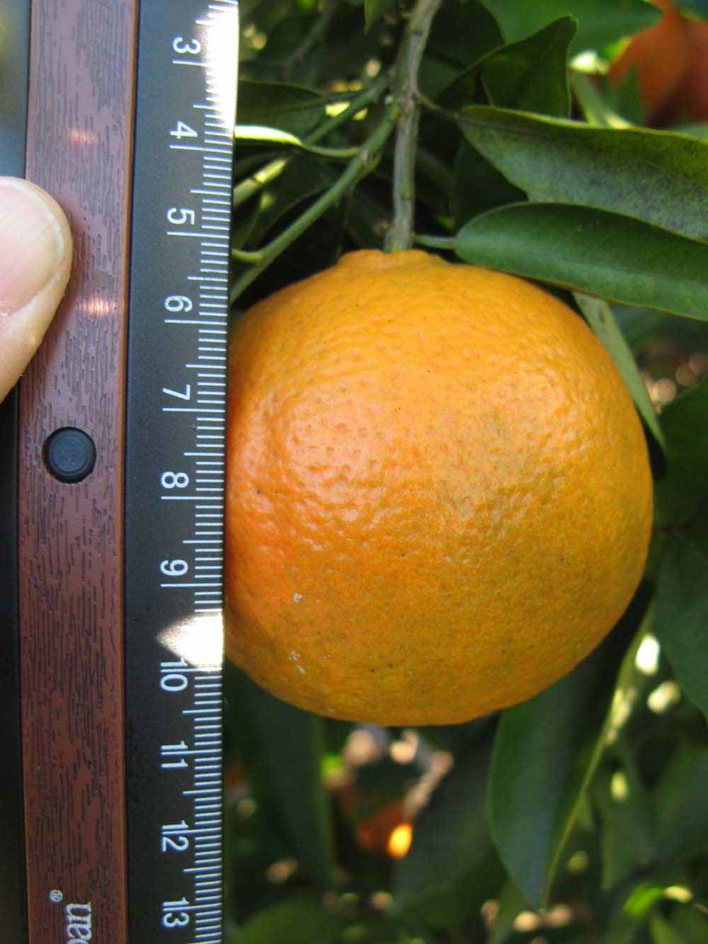              Fruit (Winter Haven, FL)       